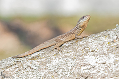 Tropidurus catalanensis