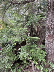 Abies amabilis