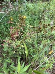 Hypericum punctatum