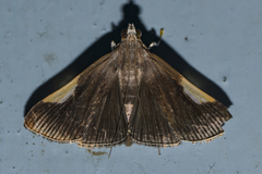 Peribona venosa