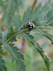 Propylea quatuordecimpunctata