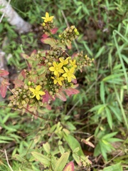 Hypericum punctatum