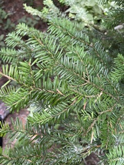 Abies amabilis