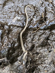Thamnophis elegans