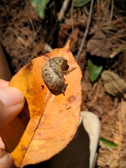 Megapallifera mutabilis