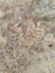 Camelina