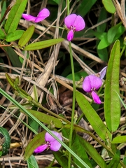 Desmodium incanum