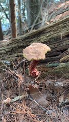 Aureoboletus russellii