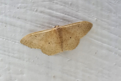 Idaea eugeniata