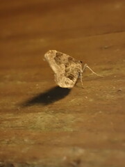 Ceratodalia