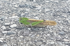 Locusta migratoria