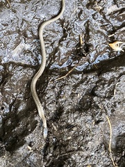 Thamnophis elegans