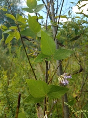 Amphicarpaea bracteata