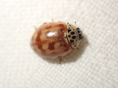 Harmonia quadripunctata