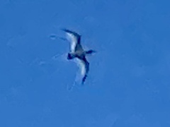 Phaethon lepturus catesbyi