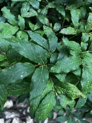 Vaccinium membranaceum