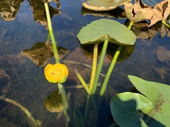 Nuphar polysepala
