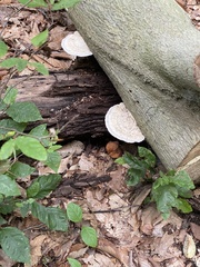 Trametes gibbosa
