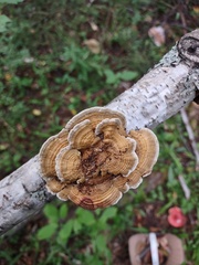 Trametes betulina