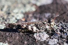 Spharagemon marmorata