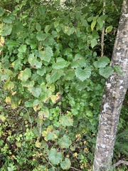 Vitis rotundifolia