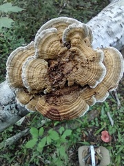 Trametes betulina
