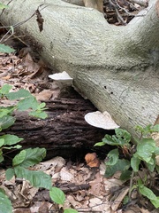 Trametes gibbosa