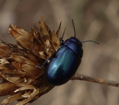 Chrysolina coerulans