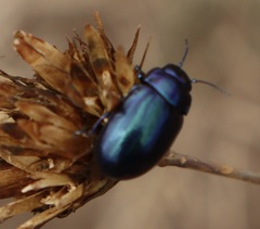 Chrysolina coerulans