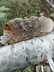 Trametes betulina