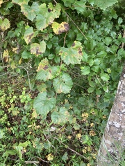 Vitis rotundifolia