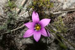 Romulea