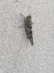 Trimerotropis pallidipennis