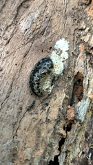 Philomycus carolinianus