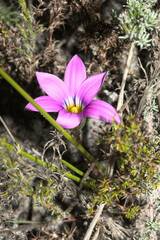 Romulea