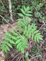 Rhus glabra