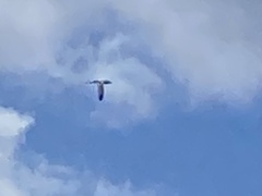 Phaethon lepturus catesbyi