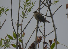 Acrocephalus schoenobaenus