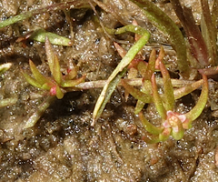 Crassula aquatica