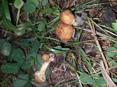 Suillus acidus