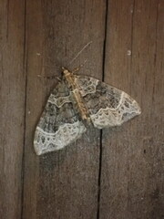 Ecliptopera silaceata