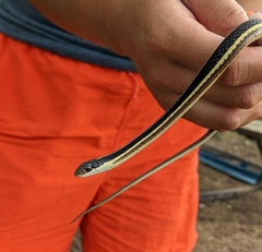 Thamnophis saurita septentrionalis