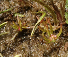 Crassula aquatica