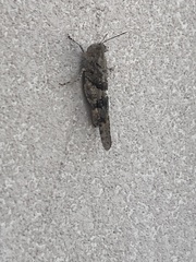 Trimerotropis pallidipennis