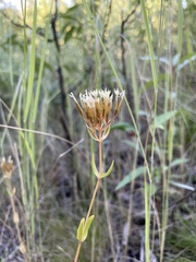 Centaurium erythraea