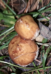 Suillus acidus