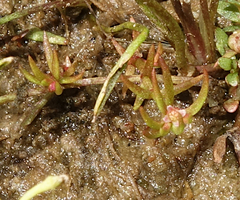 Crassula aquatica