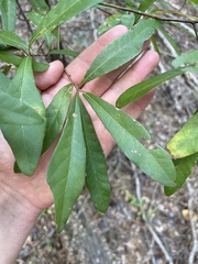 Quercus nigra