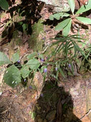 Campanula divaricata