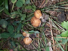 Suillus acidus